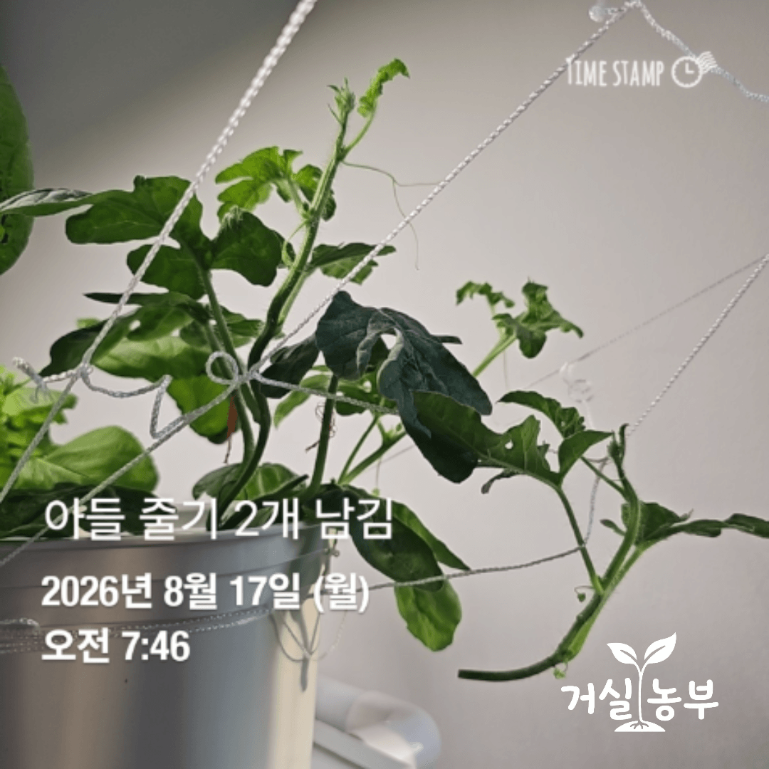 수경재배 수박 순지르기 후 아들줄기 두 개를 남긴 모습