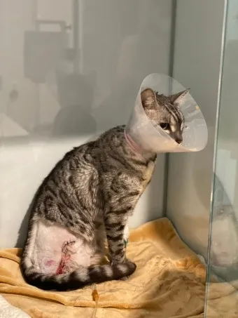 &amp;quot;고양이