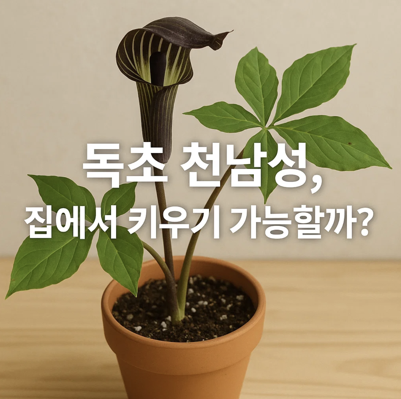독초 천남성, 집에서 키우기 가능할까?