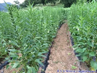 6월에 심는 밭작물 채소_4