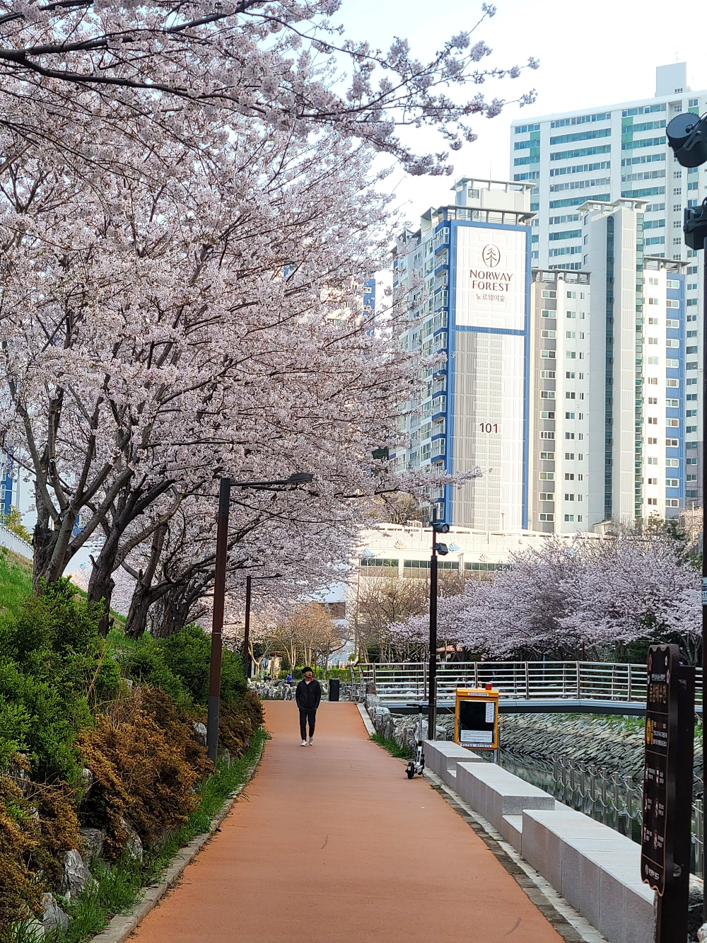 영도 동삼해수천 벚꽃길 개화 만개 시기4