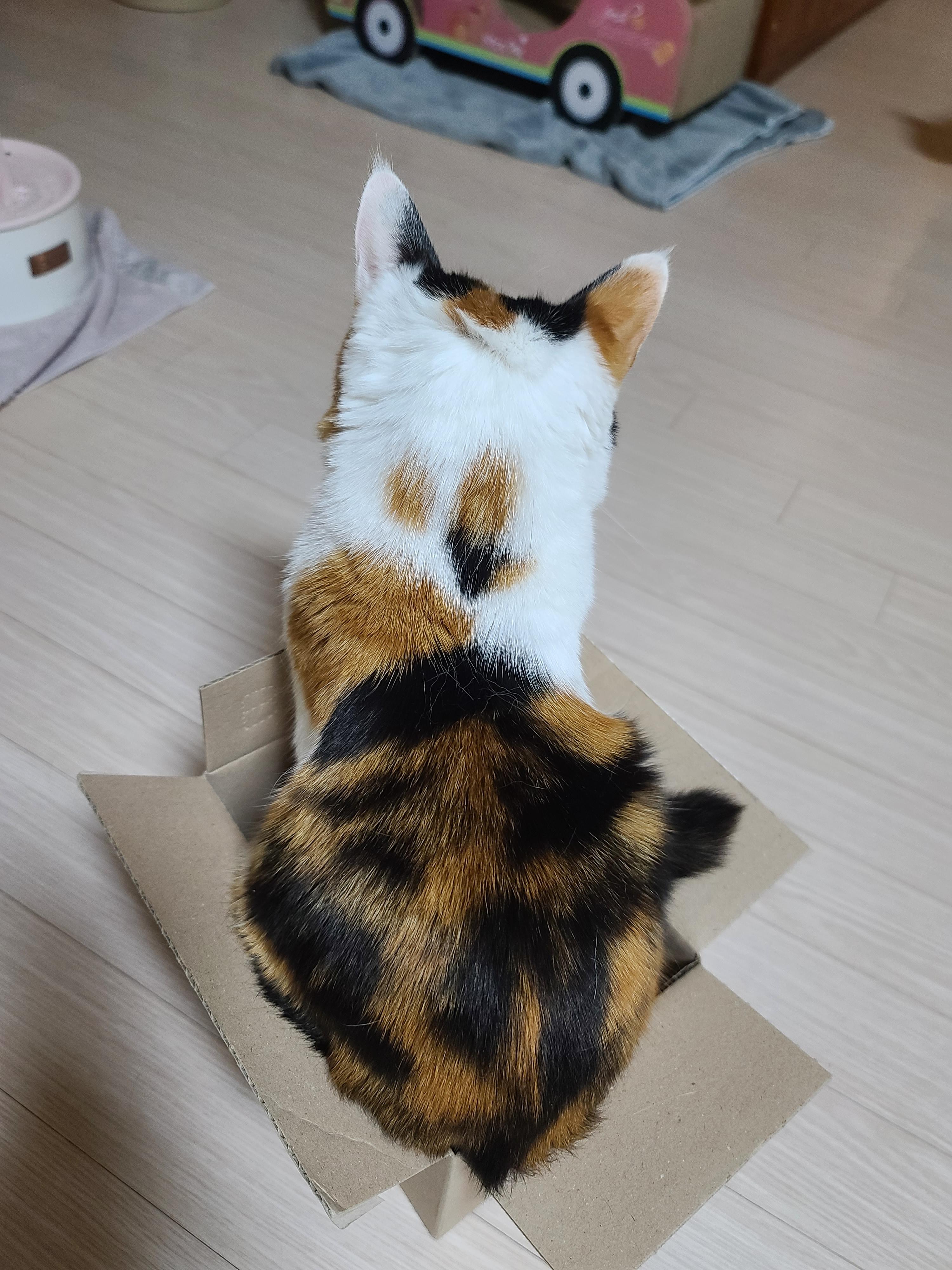 보지 않고는 믿을수 없는 고양이의 유연함. 유독 작은상자를 좋아하는 요미.