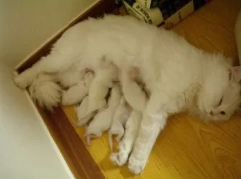 고양이 임신 기간 주기 가능나이 배모양_12