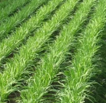 부추 재배 포기 나누기 덧비료 수확 반복_9