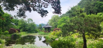 아침 고요 수목원 수국축제