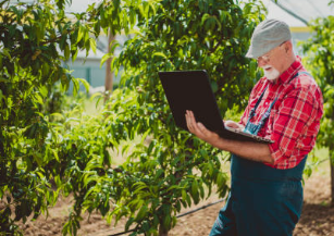 복숭아 나무 병충해 방제 복숭아 봉지 씌우는 시기 전지 방법 복숭아 효능 / 복숭아 나무 재배 방법