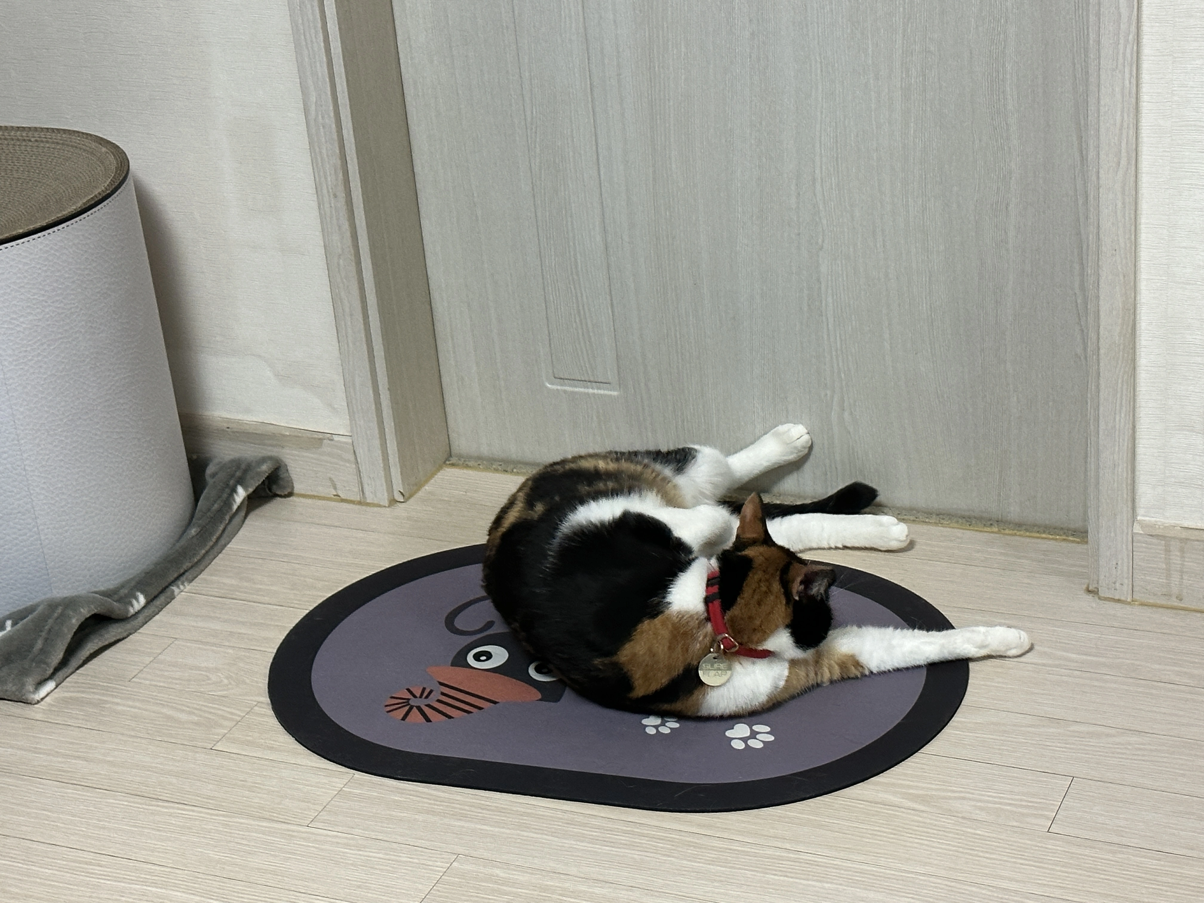 불을_켰더니_규조토_위에_누워서_그루밍중인_다다