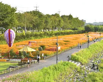 장성 황룡강 가을꽃축제_4