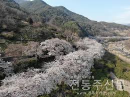 2024 보은 벚꽃길 축제 기본일정 및 프로그램 소개(조항조 박지현 홍지윤 박혜원 출연)