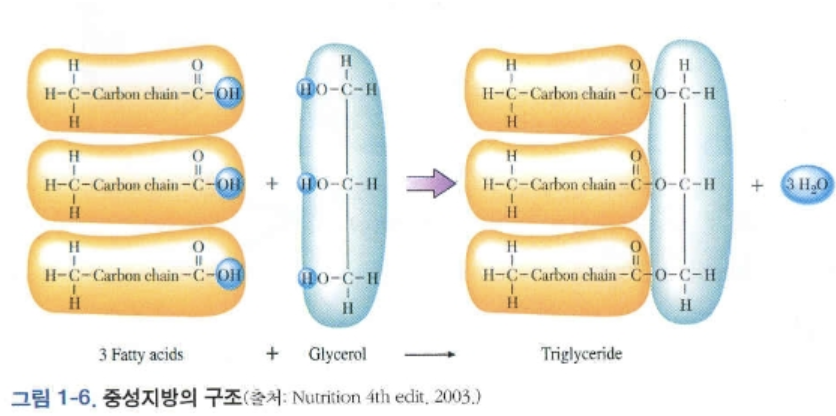 중성지방 낮추는 방법 1
