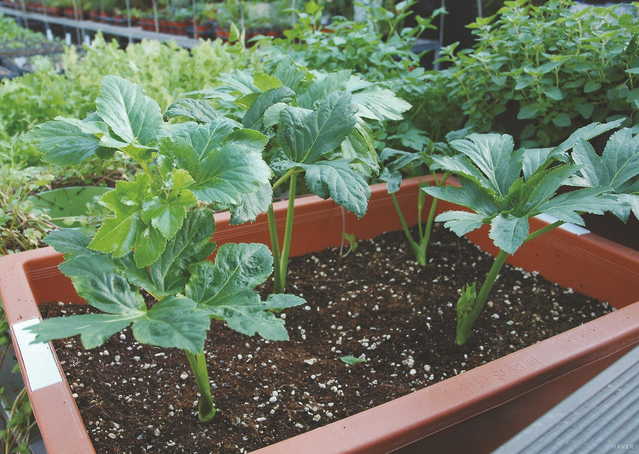 신선초 나물 효능부터 부작용, 안전한 먹는 법까지 한눈에 정리