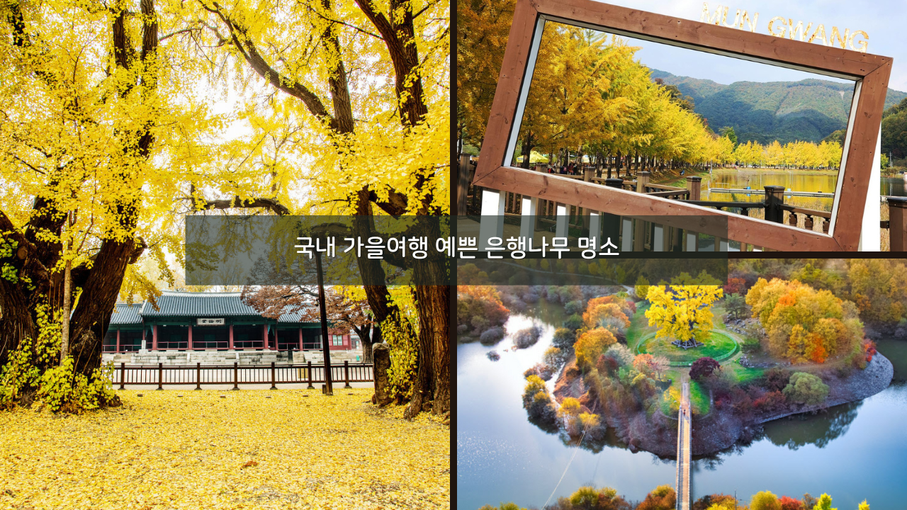 11월 국내 가을여행 유명 예쁜 은행나무 명소 반계리 명륜당 운곡서원 등