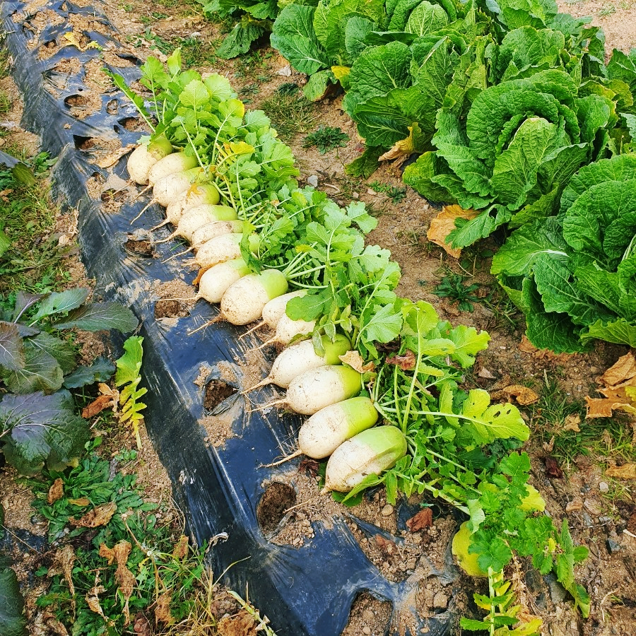 김장김치 양념 담그기