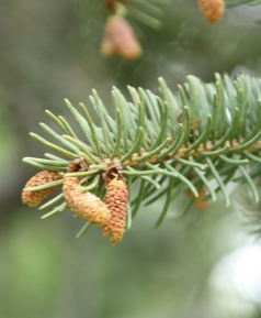 독일가문비 수꽃