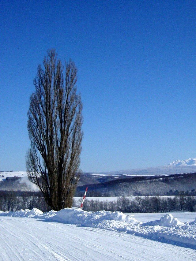 비에이-켄과-메리의-나무