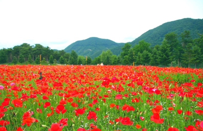 가평 남이섬&amp;#44; 자라섬&amp;#44; 아침고요수목원3
