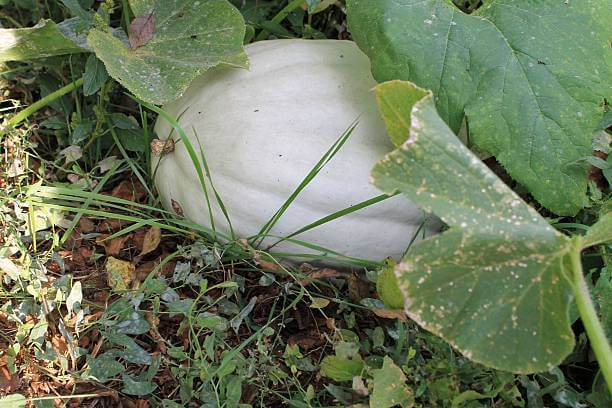 호박잎 효능과 성분, 칼로리를 확인해 보세요! 나이가 들어가니 호박잎을 쌈처럼 먹는 게 맛있더라고요! 다른 반찬이 필요 없는 호박잎에는 어떤 효능이 있는지 볼까요~ 맛있게 먹고 건강해져요!