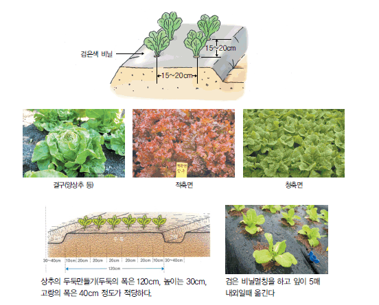 텃밭에서 상추 심는 시기, 파종 및 재배 방법, 키우기, 수확시기 및 효능 알아보기