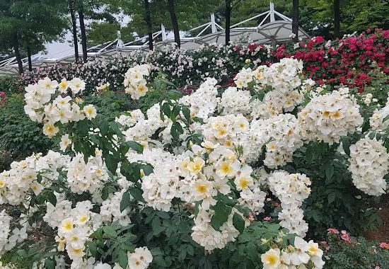 섬진강장미공원