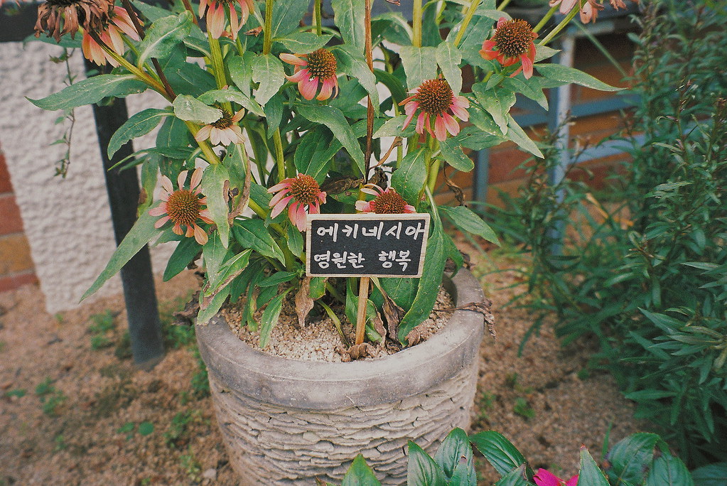 면역력높이는영양제