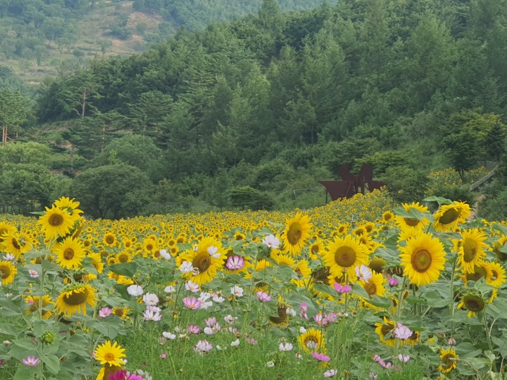 구와우마을 해바라기 축제