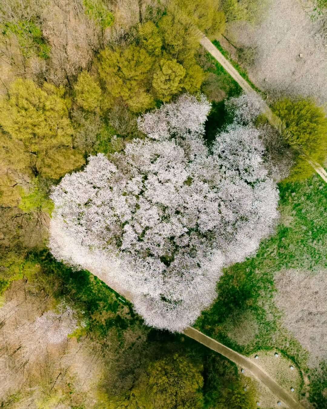 2025 대구 이월드 벚꽃 축제 일정 입장권 예매 이벤트 할인정보