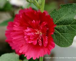 겹접시꽃 이미지 사진