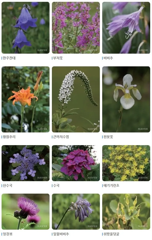 여름꽃 종류 모음 여름 꽃나무 추천 12가지 정리_5