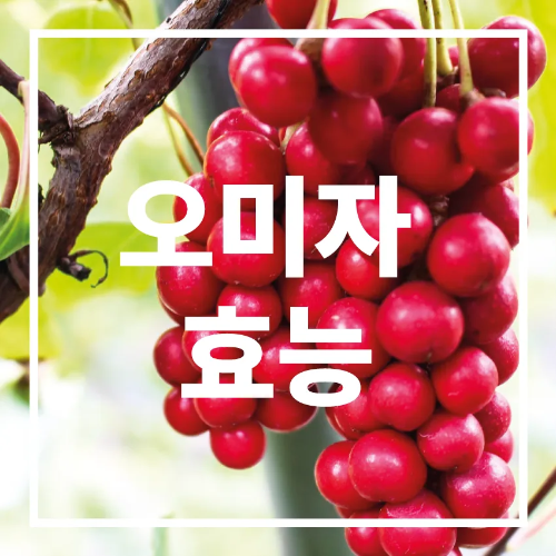 오미자 효능