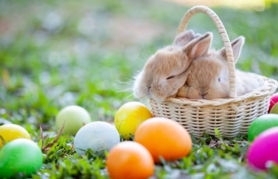 토끼띠와양띠궁합