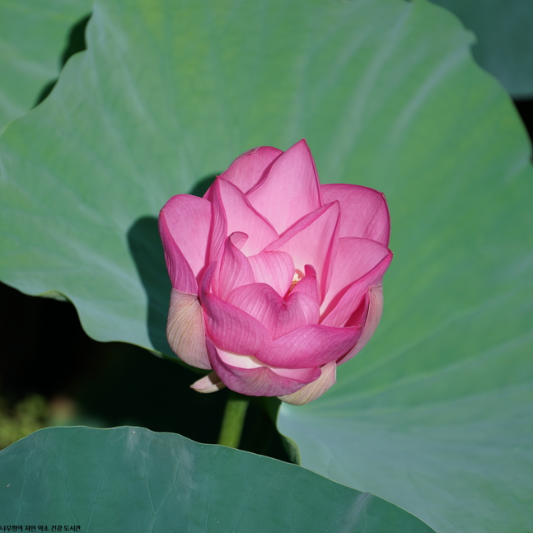 연자육