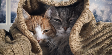 담요에 돌돌 말린 고양이 두 마리.
