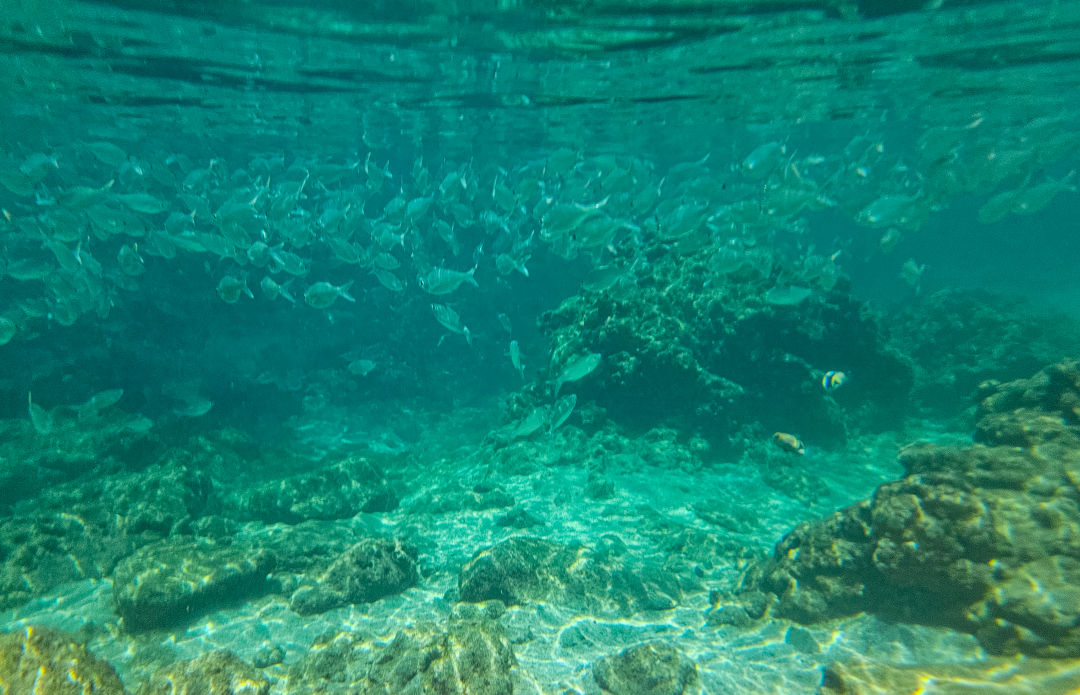 샥스코브 물고기