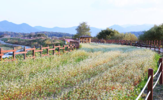 제주 보롬왓 메밀꽃 축제