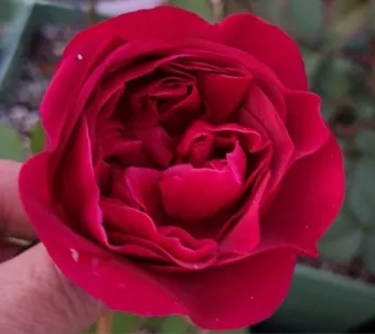 장미 삽목시기 삽목 방법 줄장미 넝쿨장미 색깔별 장미_20