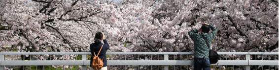 2025 진해 군항제 일정 및 벚꽃 축제