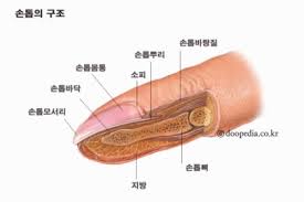 손톱과 운동 습관의 연관성