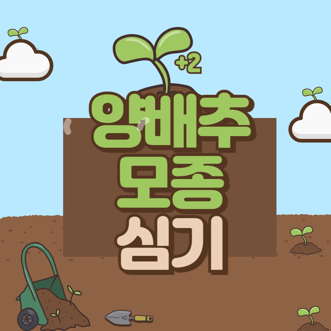 양배추 모종 심는 시기