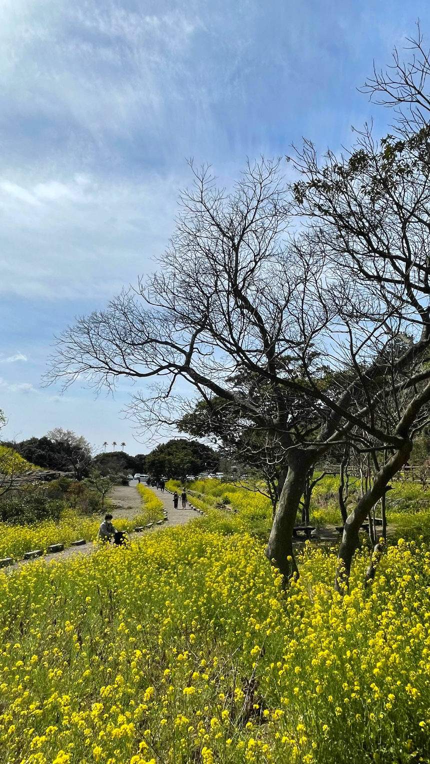 중문 미라지 올라가는 길2