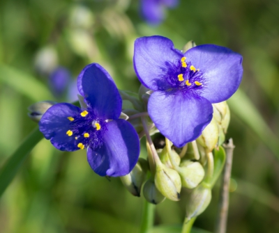 가을에 피는 꽃 자주달개비