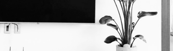 여인초 꽃말: 1~2년에 한 번