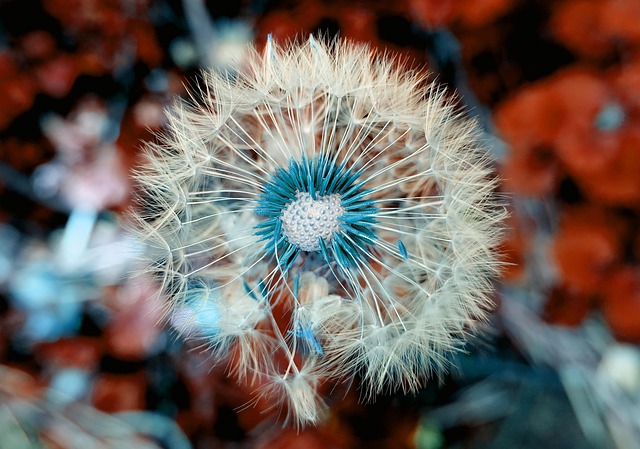 dandelion