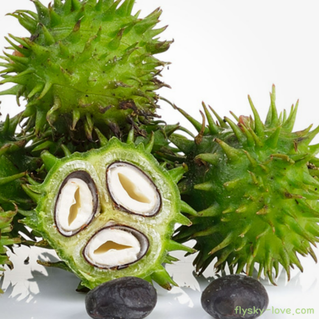 피마자 씨, 피마자오일