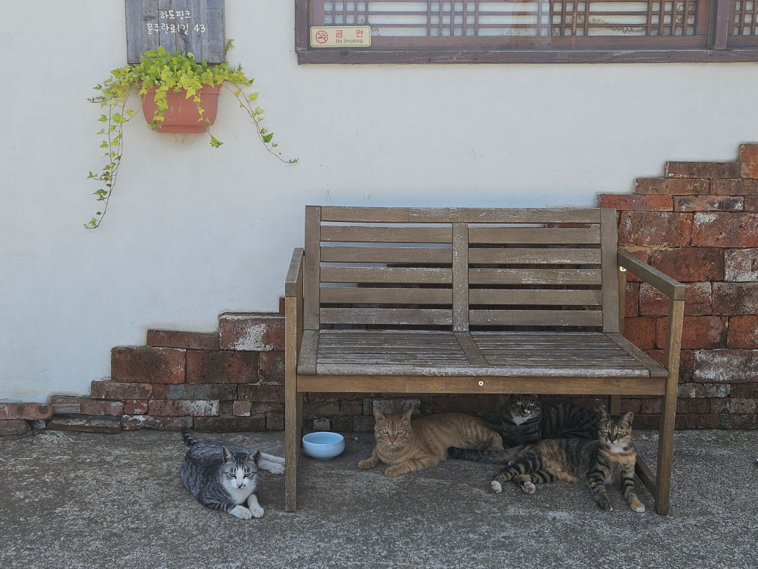 하도핑크 고양이