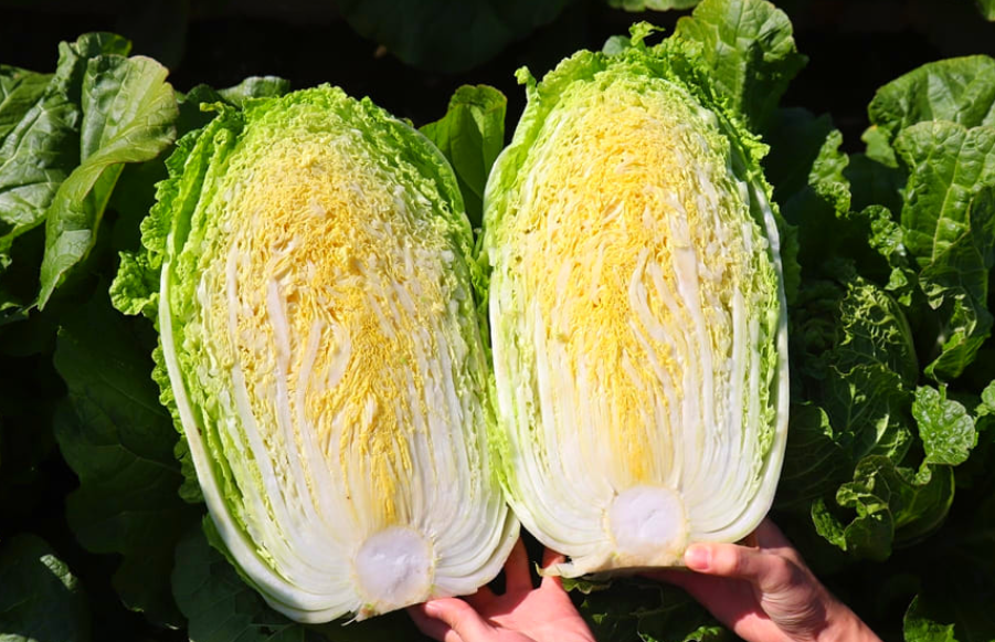 괴산-절임배추-이미지