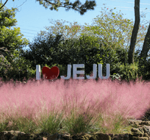 제주도 휴애리 자연생활공원 핑크뮬리 축제 9월 가을여행지 가볼만한 곳 감귤체험