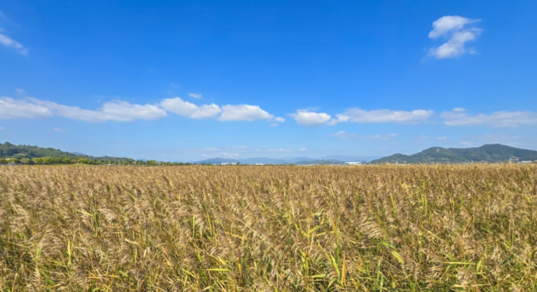 순천만 국가정원과 갈대밭