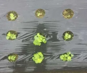 방풍나물 재배 모종 심기 바람막이 설치 생육 관리_7