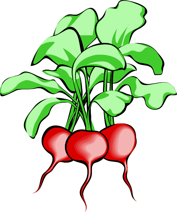 Beetroot1
