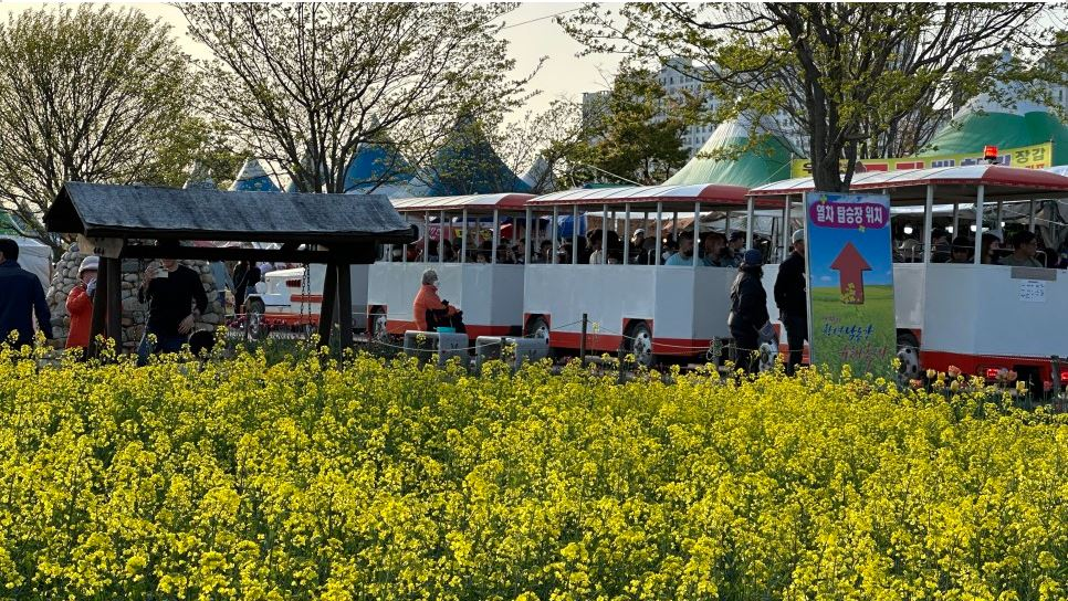 창녕 유채꽃축제.낙동강 유채축제_2023년.행사안내